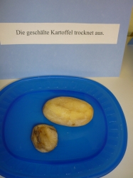 apfel