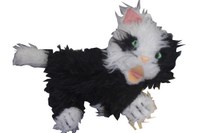 Katze neu