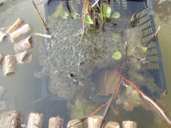 Froschlaich