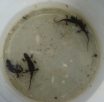 Salamander