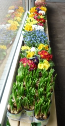 Blumen