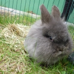 Kaninchen