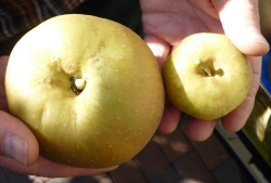 &Auml;pfel