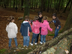 Baumstammstehen