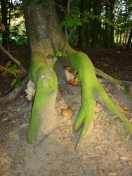 Wurzel