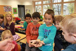 Frosch 17
