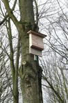 Fledermaus (4)