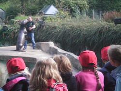 WBS-Frosch 4