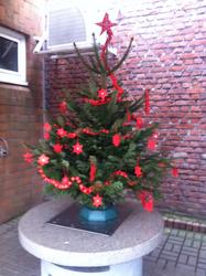 WBS-Frosch weihnachten14
