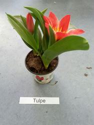 eulen_fr&uuml;hling 1