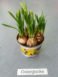 eulen_fr&uuml;hling 2