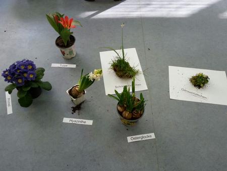 eulen_fr&uuml;hling 3