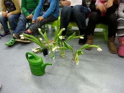 Eulen_Tulpen 1