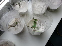 Erbsenexperiment 1