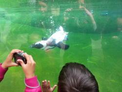 zoo 2