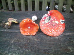 WBS_frosch_pilz2