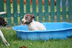 hund_1