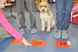 hund_2