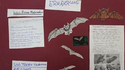 Fledermaus3