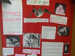 Flederm&auml;use1