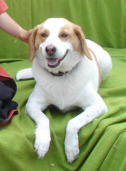   wbs_Emma_Schulhund_WBS                            