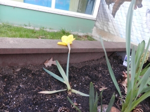 Blumenbeet 1