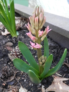 Blumenbeet 3