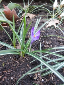 Blumenbeet 4