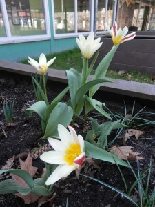 Blumenbeet 5
