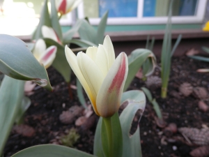 Blumenbeet 6