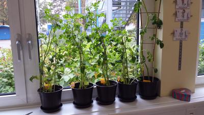 Fuchsklasse Kartoffel