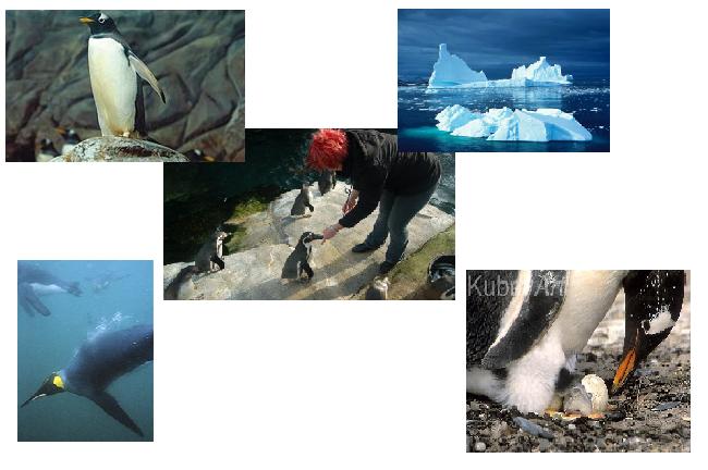Aquazoo Collage
