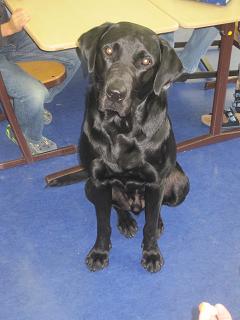 Schulhund Gismo