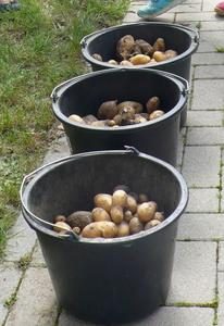 Kartoffelernte 4b 4