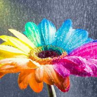 Bild vergr&ouml;&szlig;ern: 01-farbige_blume