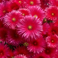 Bild vergr&ouml;&szlig;ern: 20080803200401_blumen