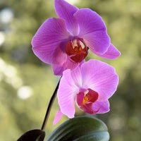 Bild vergr&ouml;&szlig;ern: pair of beautifull orchid flowers