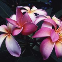 Bild vergr&ouml;&szlig;ern: blumen_21