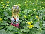 Osterhase
