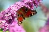 Schmetterling