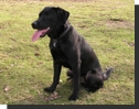Piktogramm Hundesteuer