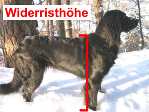 Erl&auml;rung Widerristh&ouml;he Hund