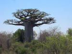 baum